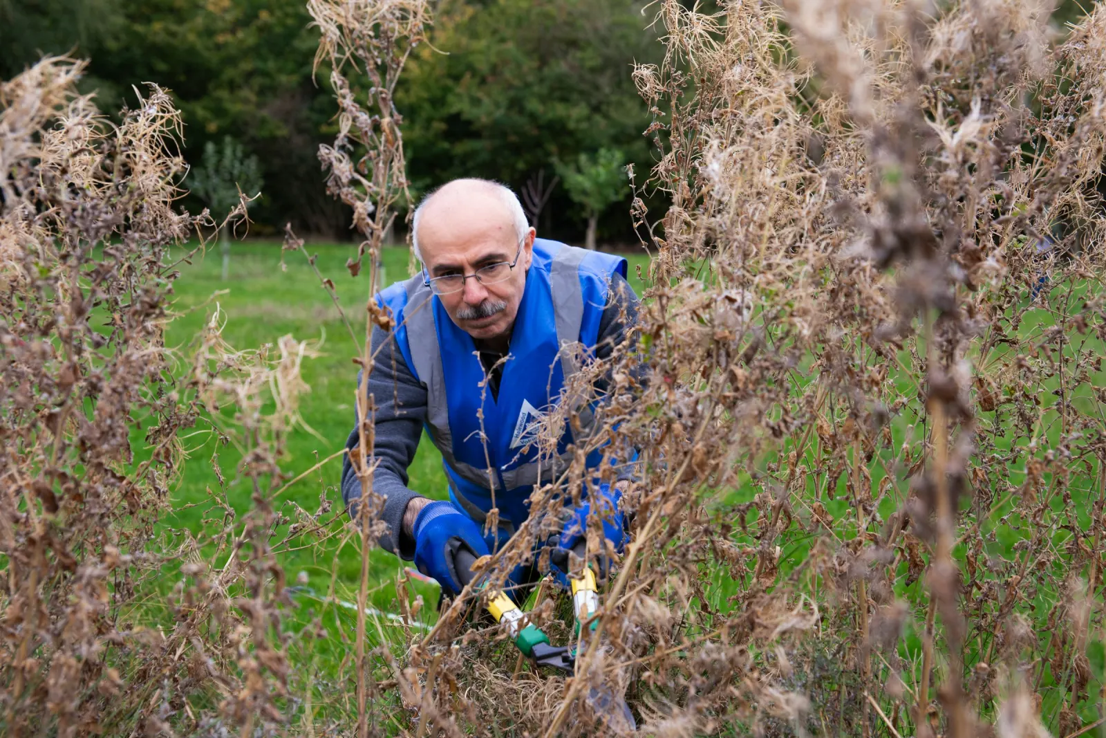 Cutting back dry overgrown brush