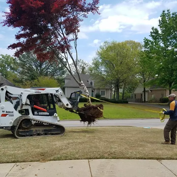 Our track loader setting a new tree