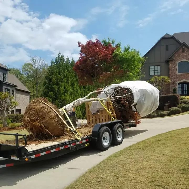 Specimen tree on a trailer