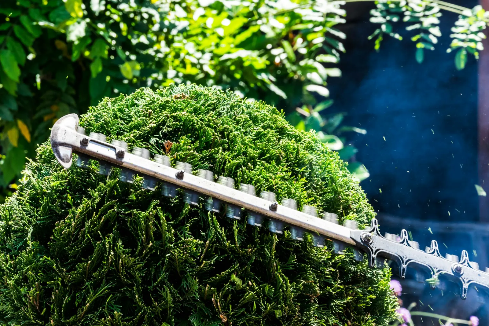 Hedge trimmer shaping a round shrub