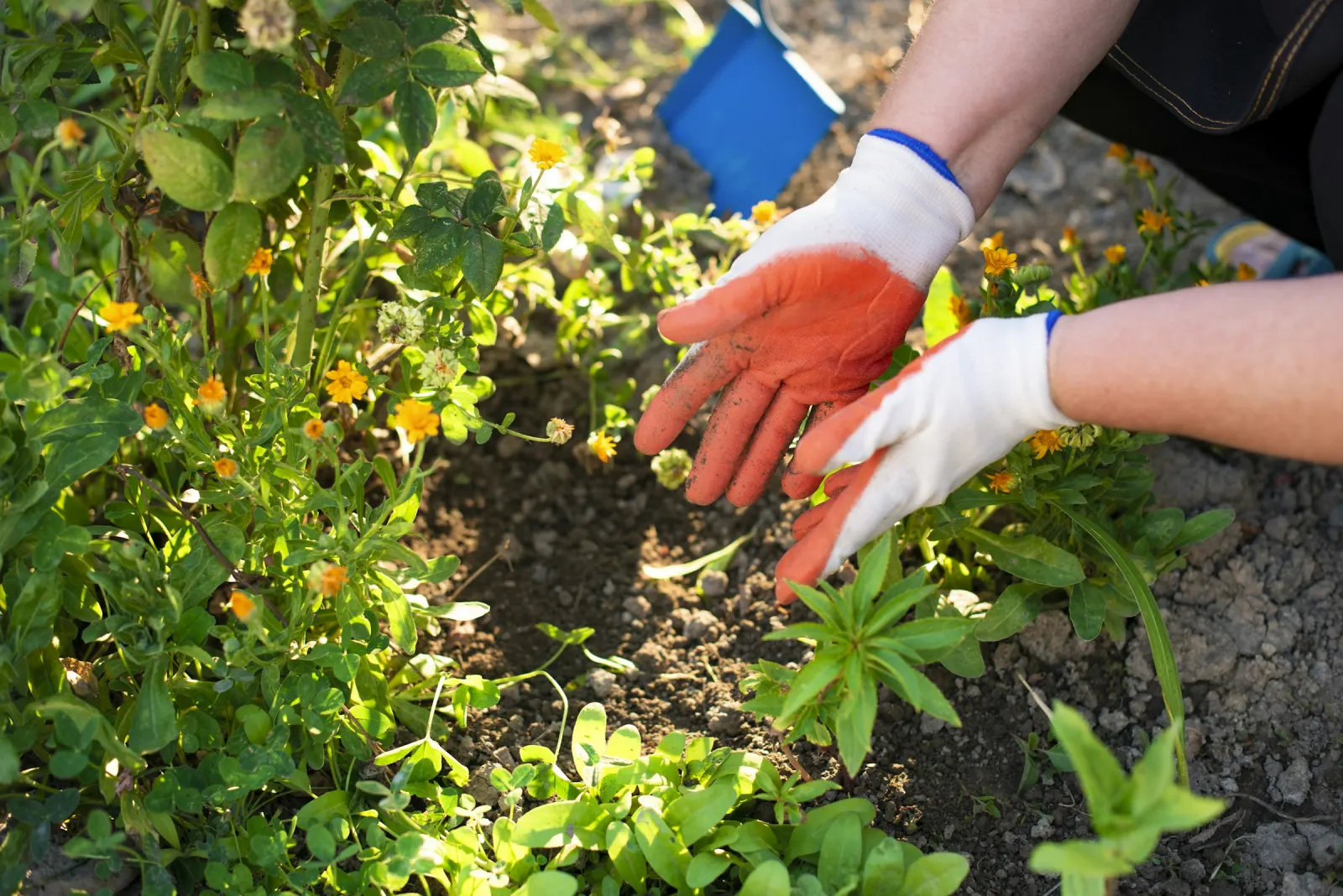 Gloved hands pulling weeds from a flower bed